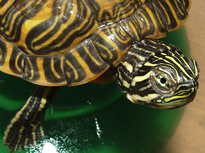 Sharp-Tailed Snakes and Western Painted Turtles | Cowichan Land Trust