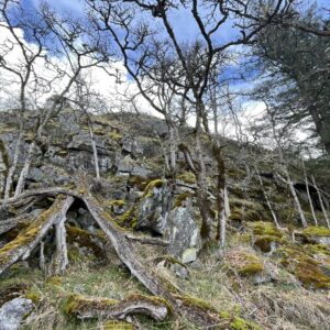 Protecting rare, endangered Garry Oak and Associated Species Ecosystems